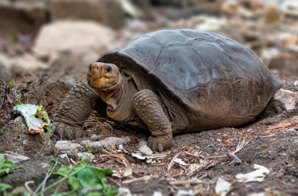 Izvor: Courtesy Galapagos National Park/Handout via REUTERS