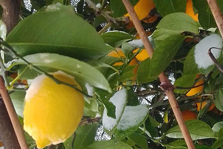 maline-limun-snijeg